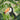 Jungle Toucan Impression d'Art par Andrea Haase