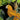 Lámina Tropical Birds Junglegarden de Andrea Haase