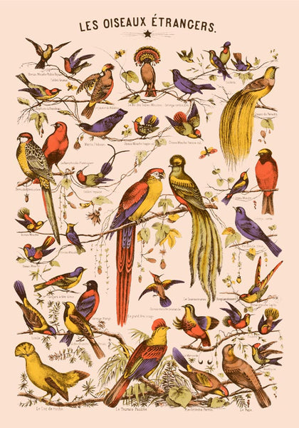Poster Icône oiseaux décoratifs. Vector illustration. 