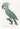 Stampa animalier pappagallo grigio africano