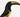 Toucan-Tierillustration des roten Gürtels