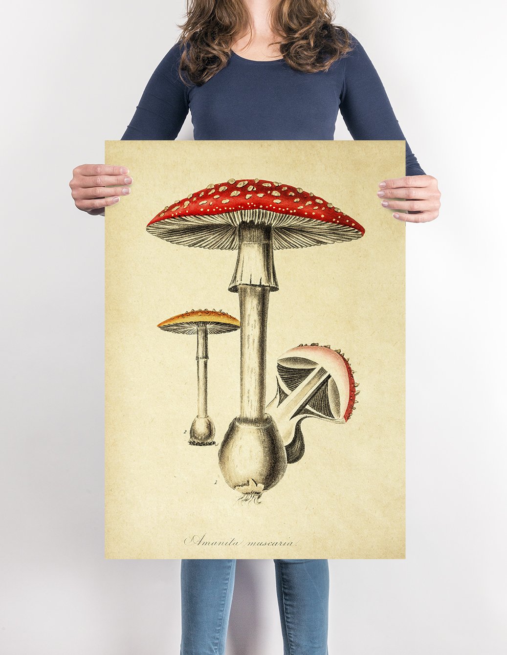 Amanita Mushroom Poster – Kuriosis