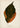 Póster Acalypha Tricolor - Hojas raras