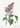 Cartel botánico de la flor de la lila vulgaris