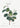 Buckthorns Rhamnus Alpinus Flower Botanical Poster