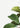 Pôster botânico de damasco alpino