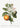 Cartel botánico de naranja amarga