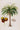 Affiche botanique Le Palmier Glouglou