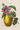 Poster botanico La Barbadine Passiflora