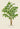 Lámina de palmera Caryota Sobolifera de Pieter Joseph de Pannemaeker