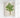 Lámina de palmera Caryota Sobolifera de Pieter Joseph de Pannemaeker