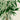Lámina de palmera Astrocaryum Murumuru de Pieter Joseph de Pannemaeker