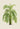Phoenix Reclinata Palm Tree Art Print by Pieter Joseph de Pannemaeker