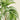 Acanthorhiza Aculeata Palme Kunstdruck von Pieter Joseph de Pannemaeker