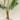 Ceroxylon Andicola Palm Tree Art Print by Pieter Joseph de Pannemaeker