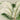 Impresión del arte de la palmera de Ceroxylon Andicola de Pieter Joseph de Pannemaeker