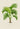 Grisebachia Belmoreana Palm Tree Art Poster di Pieter Joseph de Pannemaeker