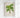 Grisebachia Belmoreana Palmier Affiche d'Art par Pieter Joseph de Pannemaeker