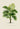 Impresión del arte de la palmera de Calamus Lewisianus de Pieter Joseph de Pannemaeker