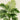 Impresión del arte de la palmera de Calamus Lewisianus de Pieter Joseph de Pannemaeker