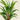 Hyphorbe Amaricaulis Palme Kunstdruck von Pieter Joseph de Pannemaeker