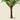 Hyphorbe Amaricaulis Palm Tree Art Print by Pieter Joseph de Pannemaeker