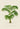 Impresión del arte de la palmera de Kentia Caterburyana por Pieter Joseph de Pannemaeker