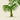 Impresión del arte de la palmera de Kentia Caterburyana por Pieter Joseph de Pannemaeker