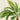 Jubaea Spectabilis Palme Kunstdruck von Pieter Joseph de Pannemaeker
