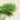 Impresión del arte de la palmera Livistona Altissima de Pieter Joseph de Pannemaeker