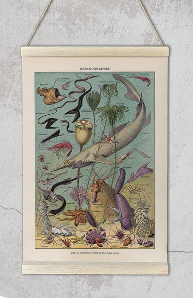 Poissons Fish Chart Poster – Kuriosis