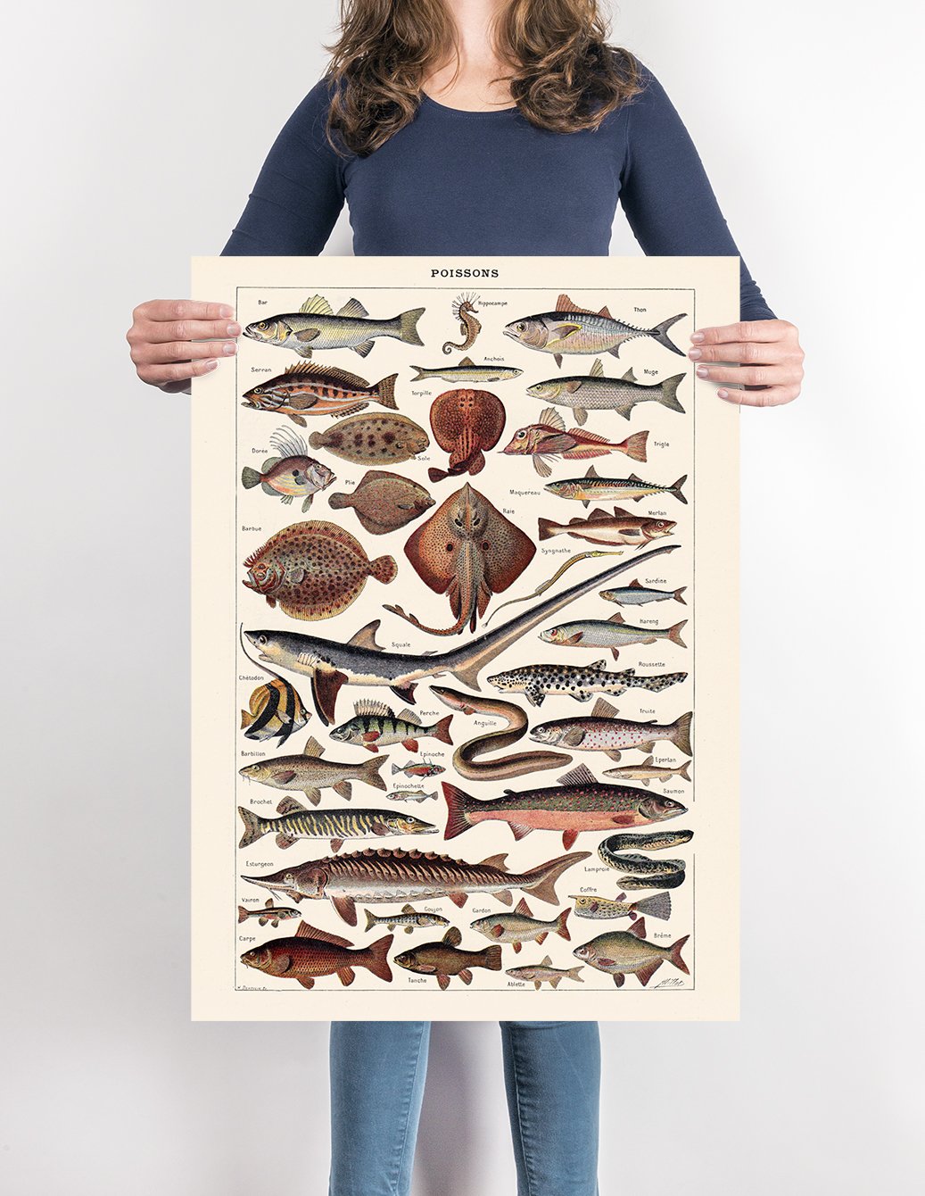 Poissons Fish Chart Poster – Kuriosis