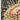 Actinia Anemones par Ernst Haeckel Poster avec bordures