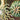 Actinia Anemones di Ernst Haeckel Poster con bordi