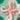 Discomedusae Green Pink par Ernst Haeckel Poster avec bordures
