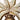 Gamochonia par Ernst Haeckel Poster avec bordures