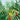 Affiche d'exposition de la forêt tropicale Rousseau