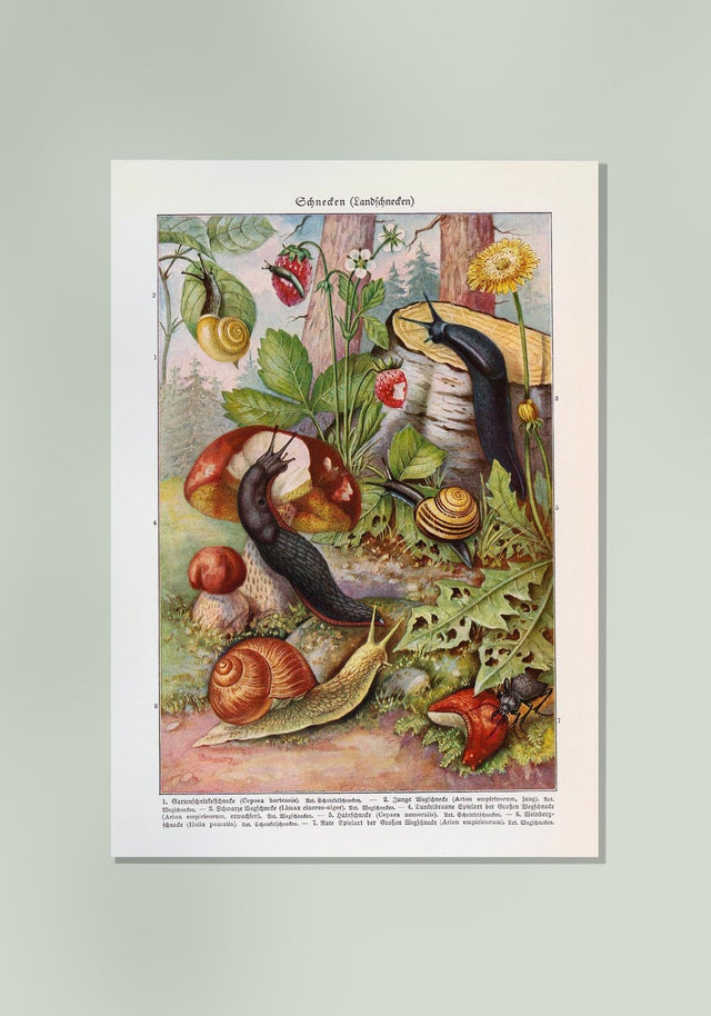 Vintage Snail Poster – Kuriosis