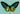 Grüner Birdwing-Schmetterlings-Kunstdruck