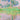 Pioppi, effetto rosa di Claude Monet Poster della mostra d'arte