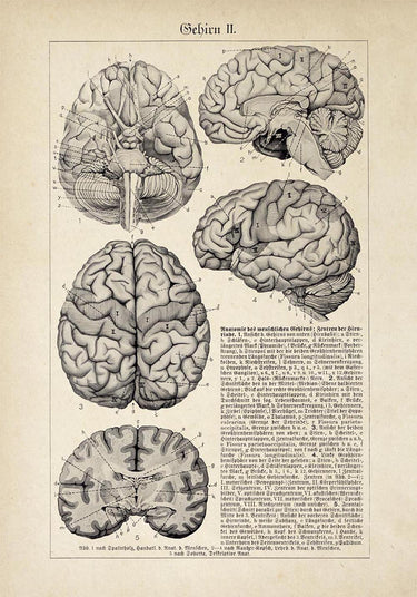 Antique Brain Chart Poster – Kuriosis