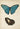 Antikes Schmetterlingsplakat