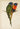 Affiche de perroquets colorés antiques