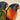 Antikes buntes Papageienplakat