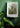 Palmier par Ernst Haeckel Poster