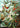 Oiseaux de paradis par Ernst Haeckel Poster