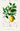 Affiche vintage de fleur de citron vert et de fruit de citron